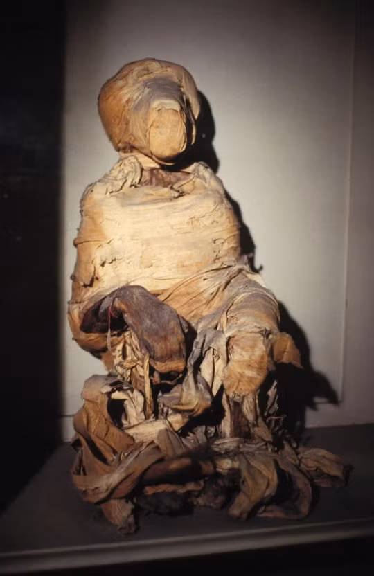 Người Ai Cập cổ đại nuôi khỉ đầu chó trong điều kiện nuôi nhốt trước khi ướp xác chúng. "Mặc dù là loài động vật linh thiêng, nhưng chúng không có cuộc sống dễ dàng. Chúng bị suy dinh dưỡng và thiếu ánh sáng mặt trời”, theo Gisela Kopp. Ảnh: @ Daily Express.