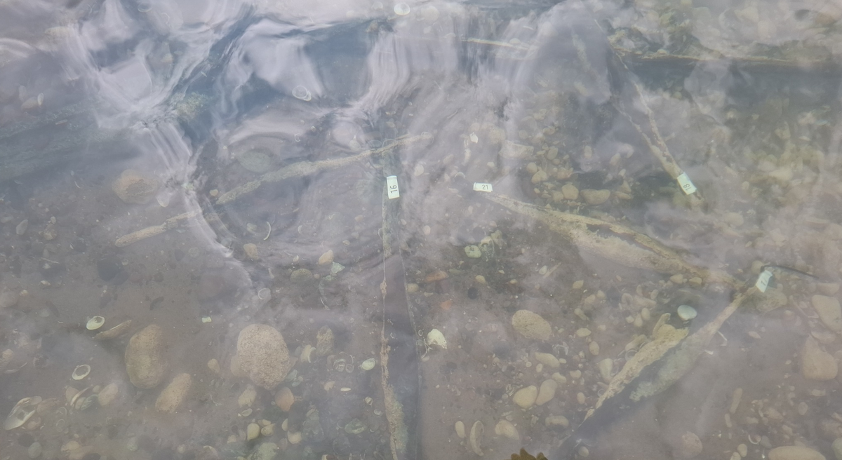 Việc nghiên cứu chúng cũng sẽ giúp các chuyên gia có kiến thức sâu hơn về các tuyến đường thương mại từng kết nối Bosanska Posavina với Trung Âu thời tiền La Mã cổ đại. Ảnh: @Muzej Franjevačkog samostana Tolisa Vrata Bosne.