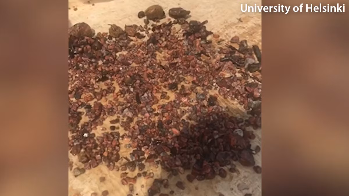 Nhiều than củi, đá cháy và mảnh thạch anh đã được tìm thấy tại địa điểm này. Ảnh: @Đại học Helsinki.