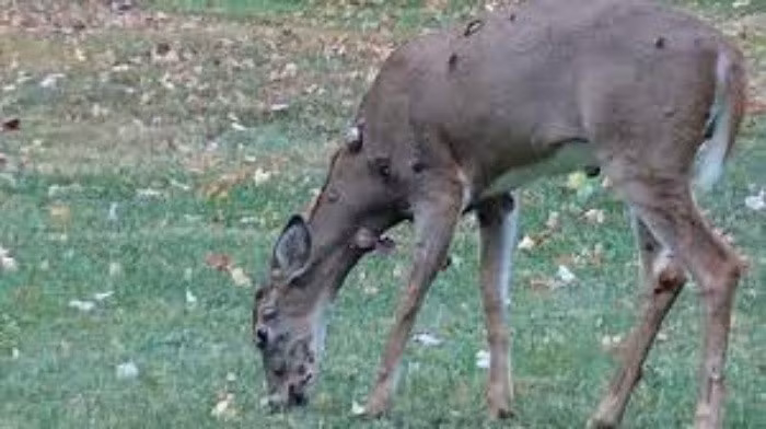 Trong những trường hợp khối u phát triển quá lớn, cản trở khả năng ăn uống, di chuyển hoặc quan sát của con vật, các nhà chức trách có thể sẽ xem xét đến biện pháp trợ tử nhân đạo.