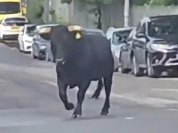 Vụ việc xảy ra vào khoảng 9h30 phút sáng. Hình ảnh từ các video được người dân ghi lại và lan truyền nhanh chóng trên mạng xã hội cho thấy con bò đực chạy dọc trên vỉa hè rồi lao ra làn đường dành cho xe cộ.