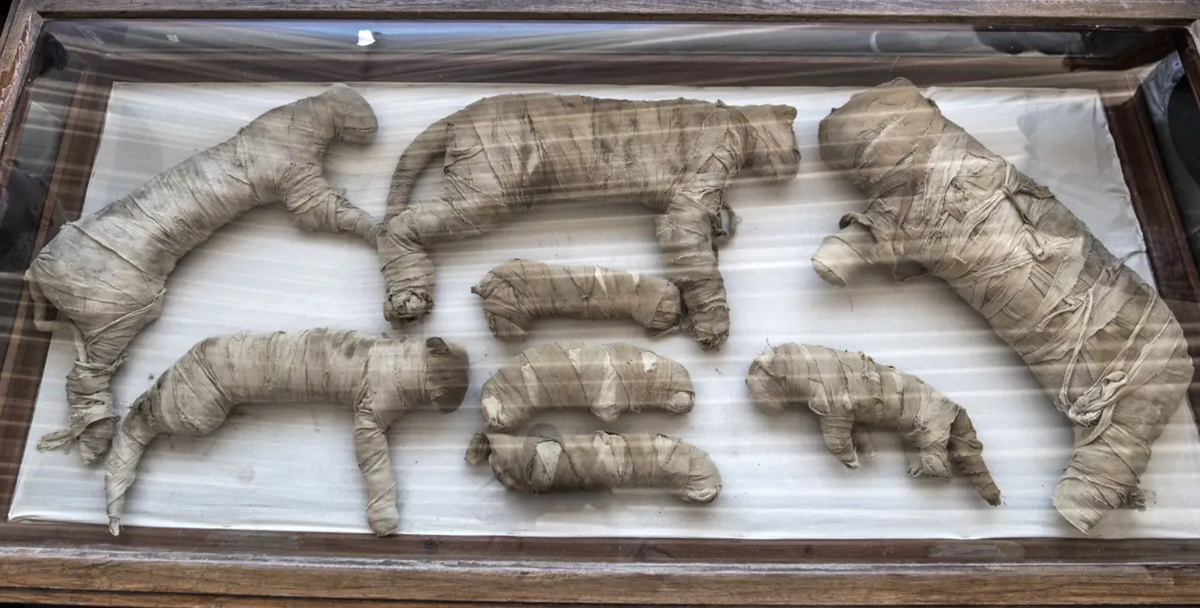 Ông Mostafa Waziry, người đứng đầu Hội Đồng Cổ Vật Tối Cao Ai Cập tin rằng, kho báu cổ vật ướp xác tuyệt vời này sẽ thúc đẩy nhiều tín đồ du lịch đến với đất nước Ai Cập. Ảnh: @Hội Đồng Cổ Vật Tối Cao Ai Cập.