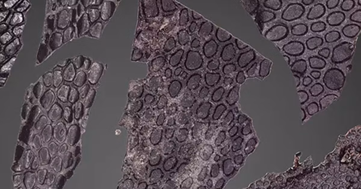 Ethan Mooney cho biết thêm: “Việc tìm thấy hóa thạch da cổ như vậy là cơ hội đặc biệt để nhìn lại quá khứ và xem da của một số loài động vật tiền sử đầu tiên trông như thế nào”. Ảnh: @Đại học Toronto.