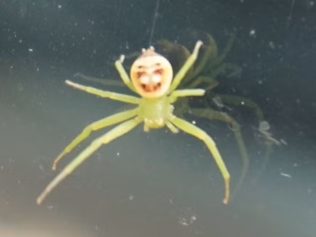 Pareidolia là một xu hướng bẩm sinh của bộ não con người, khiến chúng ta có xu hướng nhận diện ra những khuôn mặt hoặc các hình thù quen thuộc trong những vật thể, họa tiết ngẫu nhiên. Đây là một cơ chế tiến hóa quan trọng. Từ thời tiền sử, khả năng nhận diện khuôn mặt một cách nhanh chóng (để phân biệt bạn và thù, nhận ra kẻ săn mồi trong bụi rậm) là một kỹ năng sống còn. Bộ não của chúng ta được lập trình để ưu tiên việc tìm kiếm các khuôn mặt, đến mức đôi khi nó nhìn nhầm cả những thứ không phải là mặt người.