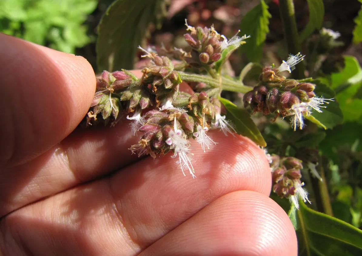 Về nước hoa, hai thành phần đã được xác định: một chất nền hoặc chất kết dính, cho phép lưu giữ hương thơm, và bản thân tinh chất nước hoa thì làm từ cây hoắc hương. Nghiên cứu này đánh dấu một bước đột phá trong lĩnh vực thăm dò nước hoa La Mã cổ đại, liên quan đến việc sử dụng hoắc hương làm tinh dầu mùi hương. Ảnh: @Đại học Cordoba.
