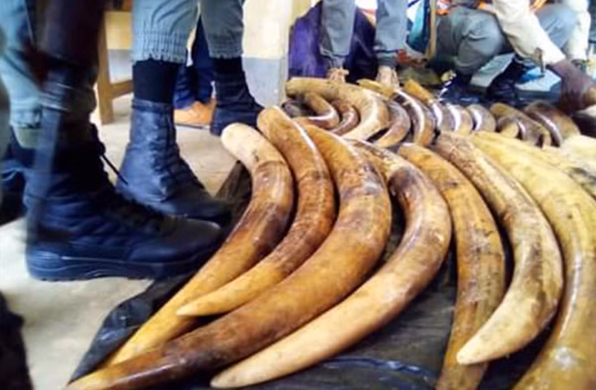 Valdecy Urquiza, Tổng thư ký INTERPOL cho biết: “Các mạng lưới tội phạm có tổ chức đang hưởng lợi từ nhu cầu về thực vật và động vật quý hiếm, khai thác thiên nhiên để thúc đẩy lòng tham của con người. Điều này gây ra hậu quả sâu rộng: nó thúc đẩy quá trình suy thoái đa dạng sinh học, phá hủy cộng đồng, góp phần vào biến đổi khí hậu và thậm chí gây ra xung đột và bất ổn”. Ảnh: @interpol.