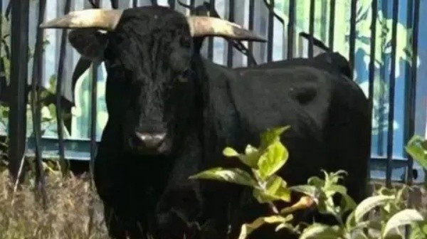 Đáp lại sự quan tâm về phúc lợi động vật này, chính quyền địa phương đã đưa ra một quyết định nhân văn, được đông đảo người dân ủng hộ.