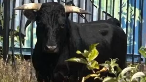 Đáp lại sự quan tâm về phúc lợi động vật này, chính quyền địa phương đã đưa ra một quyết định nhân văn, được đông đảo người dân ủng hộ.