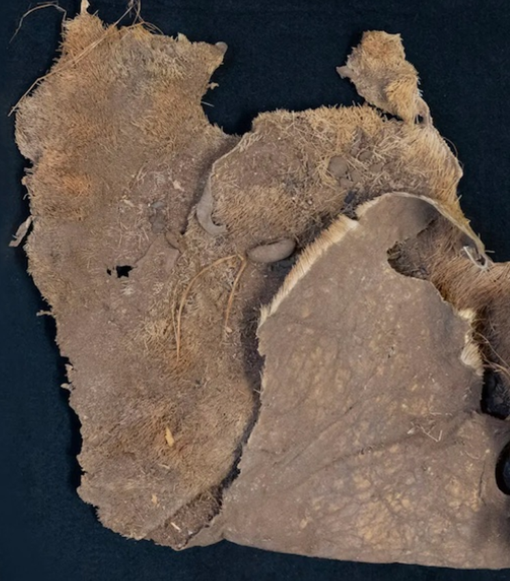 Đó là tấm da linh dương sừng nhánh, loài động vật có vú trên cạn nhanh nhất Bắc Mỹ, điều này giúp hé lộ sở thích và kỹ năng săn bắn của những người từng sinh sống trong khu vực này. Ảnh: @Đại học Kansas.