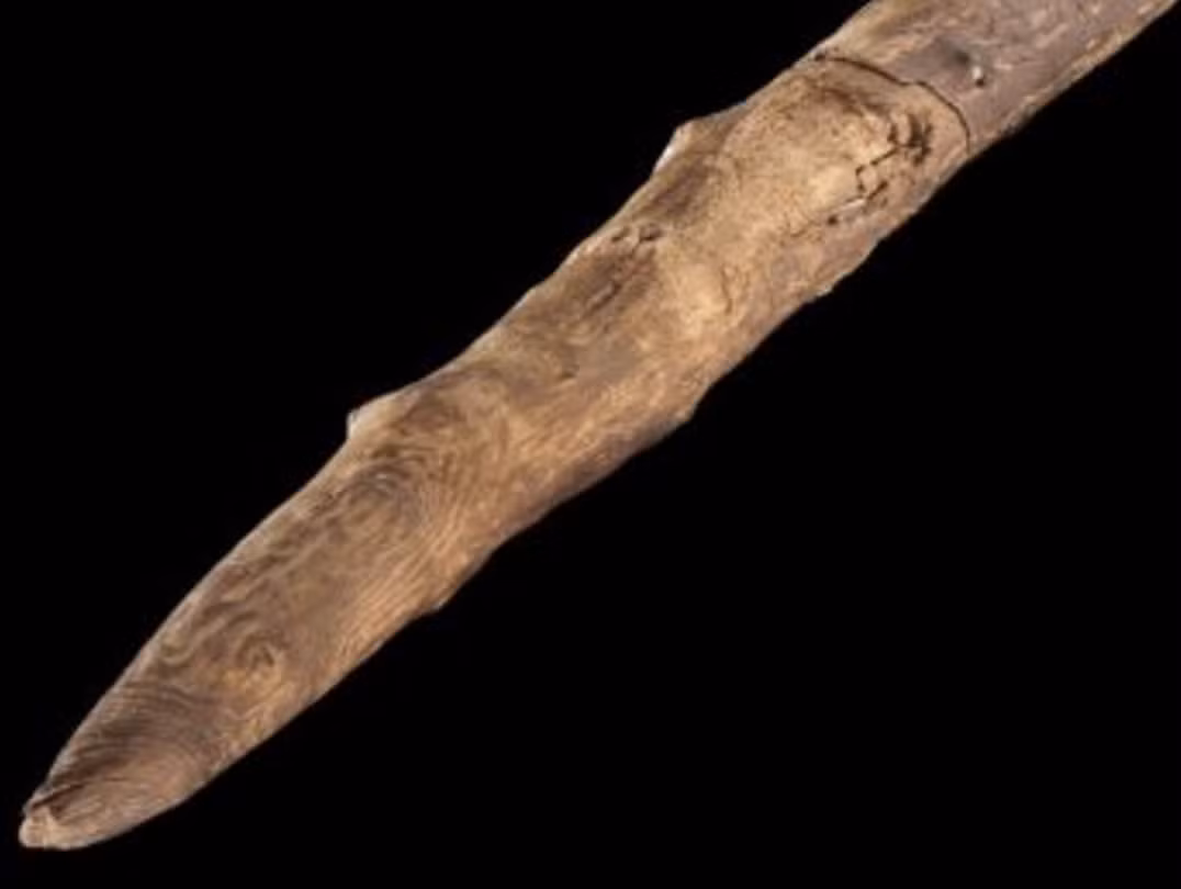 Tiến sĩ Annemieke Milks, thuộc Khoa Khảo Cổ Học của trường Đại học Reading cho biết: "Người Schöningen đã sử dụng một cành từ vân sam để chế tạo nên công cụ săn bắt tiện dụng này”. Ảnh: @Đại Học Reading.