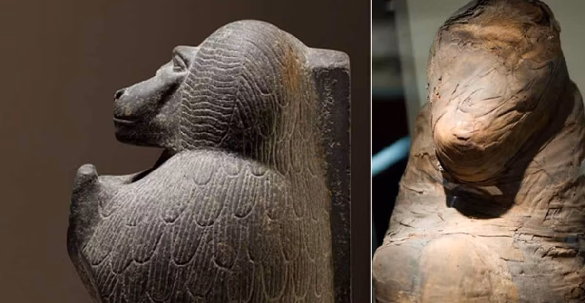 Tuy nhiên, khỉ đầu chó là một lựa chọn rất kỳ lạ, bởi trong số tất cả các loài động vật mà người Ai Cập cổ đại tôn kính, khỉ đầu chó là loài duy nhất không có nguồn gốc bản địa từ Ai Cập. Ảnh: @American Museum of Natural History.