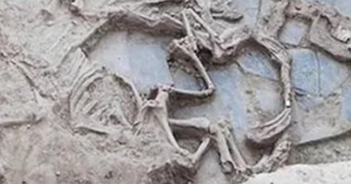 Cách chôn cất này đã bảo quản một số hài cốt động vật hiến tế một cách chi tiết đáng kinh ngạc. Ảnh: @Construyendo Tarteso.