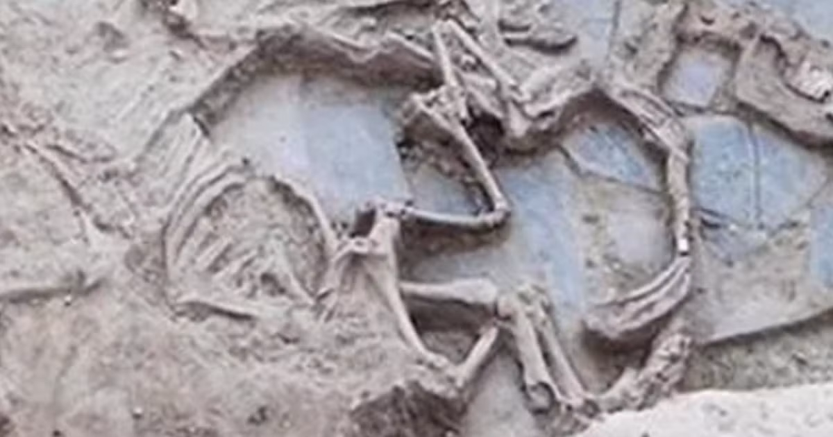 Cách chôn cất này đã bảo quản một số hài cốt động vật hiến tế một cách chi tiết đáng kinh ngạc. Ảnh: @Construyendo Tarteso.