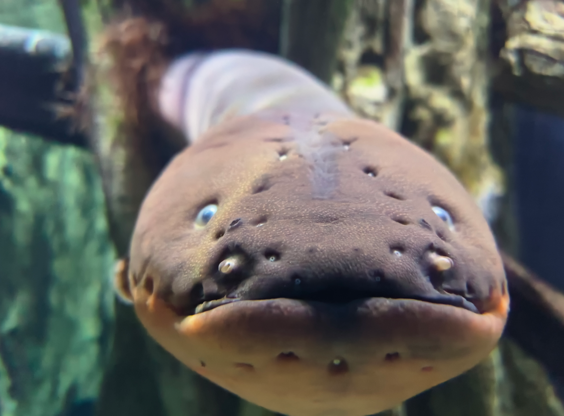 Giờ đây, các nhà nghiên cứu lấy cảm hứng từ loài sinh vật đặc biệt này để phát triển nguồn năng lượng mới có thể cung cấp năng lượng cho các thiết bị điện sinh học trong cơ thể con người trong tương lai, chẳng hạn như máy tạo nhịp tim, cảm biến sinh học hay các cơ quan giả,v.v.v.v…Ảnh: @ ZooChat.