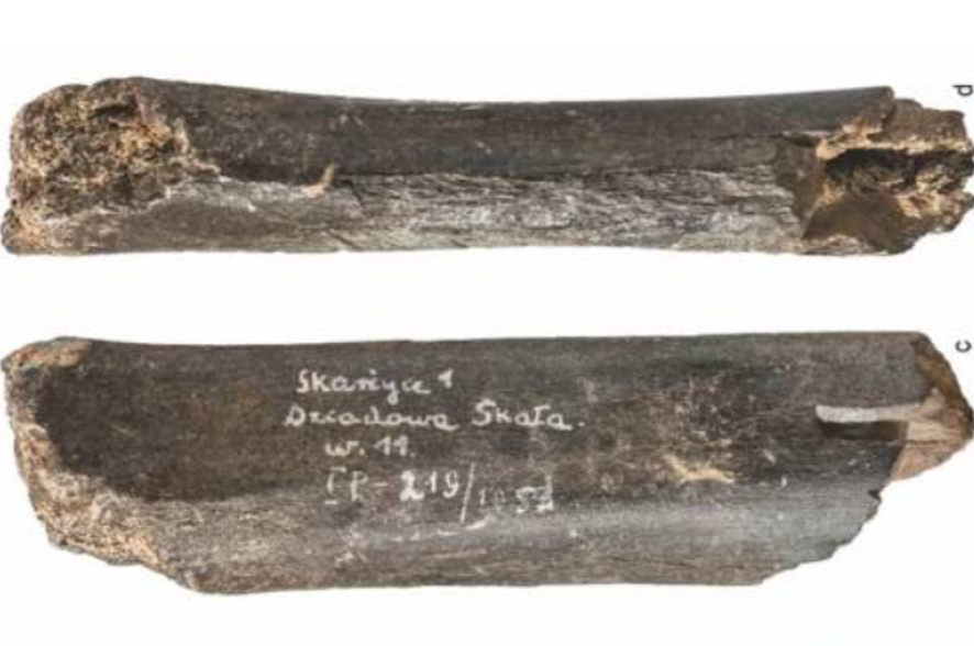 Thoạt nhìn, khúc xương gấu thời tiền sử này có vẻ đã bị hư hại nặng. Trên các cạnh của nó có những vết hằn trông giống như vết cắt, có lẽ do móng vuốt của một loài vật gì đó gây ra hoặc có thể chỉ đơn giản là bị hư hại qua hàng thiên niên kỷ. Ảnh: @T. Gąsior, Płonka và cộng sự.