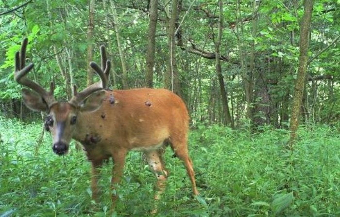 Tin tốt là căn bệnh này không lây sang người và cũng không lây sang các loài động vật khác. Virus lây truyền giữa các con hươu thông qua tiếp xúc trực tiếp, hoặc gián tiếp khi chúng dùng chung khu vực kiếm ăn, hoặc cọ gạc vào cùng một thân cây. Hơn nữa, hệ miễn dịch của hươu nai thường có thể tự chống lại virus, và các khối u này sẽ tự teo nhỏ và biến mất sau vài tháng mà không cần can thiệp.