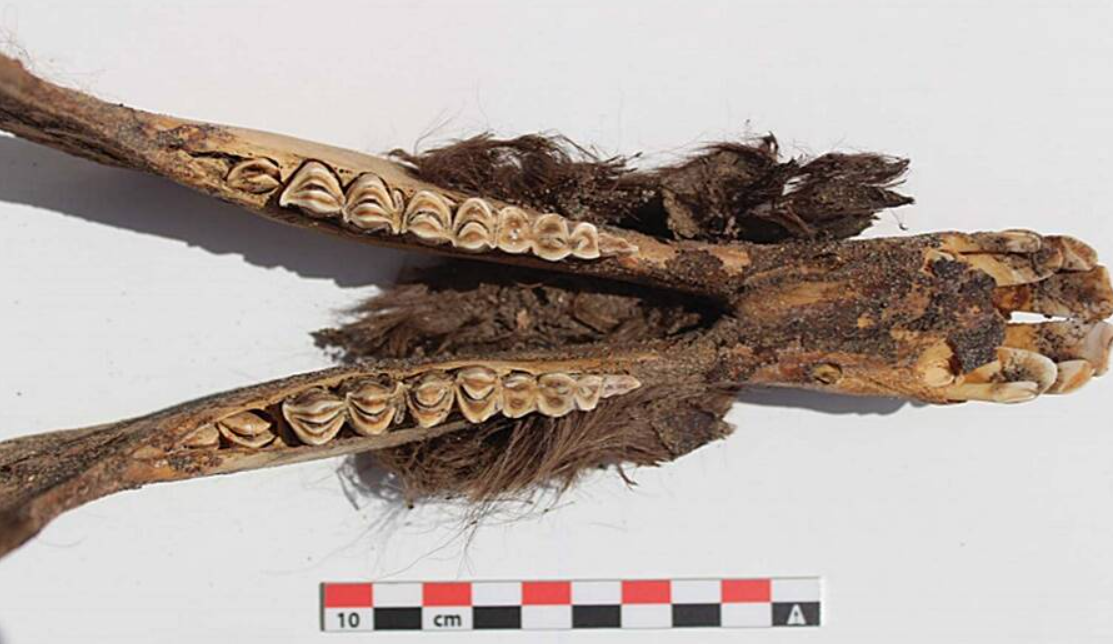 Các nhà nghiên cứu không thể xác định bất kỳ vết cắt hoặc vết thương nào trên cơ thể lạc đà không bướu, cho thấy rằng những con vật này có thể đã bị chôn sống để hiến tế dân lên các vị thần bản địa. Ảnh: @Đại học Calgary.