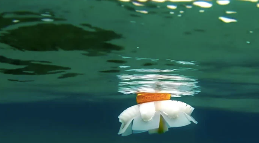 Sau đó, nguồn điện cung cấp cho máy bơm bị ngắt tạm thời. Các xúc tu bây giờ thư giãn và nước bắn trở lại từ các lỗ ở mặt dưới của thiết bị. Nước thoát ra nhanh chóng đẩy con sứa bơi lên trên. Ảnh: @Erik Engeberg.