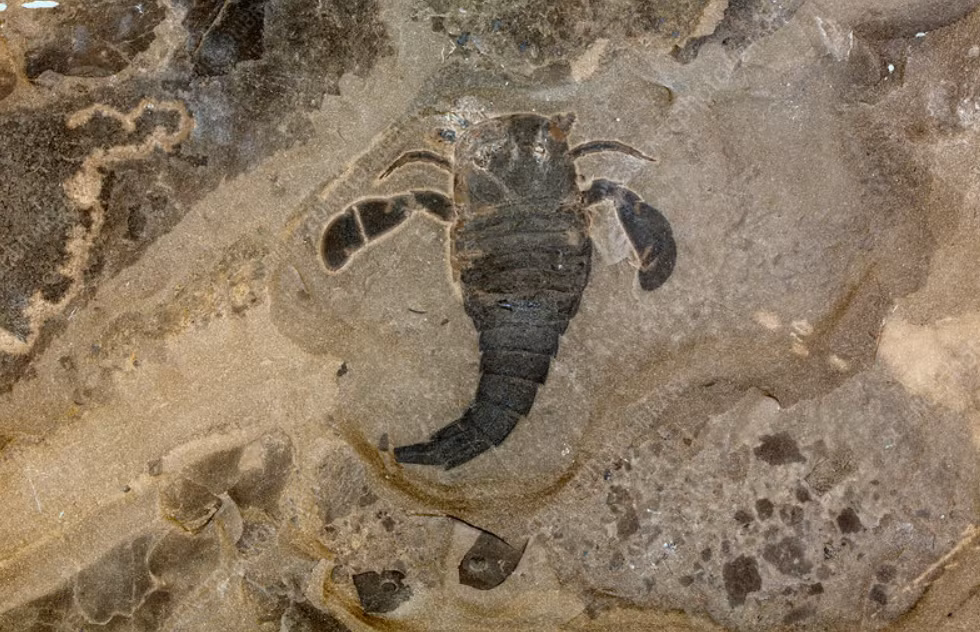 Điều làm cho Jeholia longchengi trở nên đặc biệt đó là, đây là hóa thạch bọ cạp thuộc đầu Kỷ Phấn Trắng đầu tiên được tìm thấy ở Trung Quốc, góp phần làm phong phú thêm hồ sơ hóa thạch bọ cạp ở Trung Quốc, cũng như cung cấp cho các nhà khoa học cơ hội để hiểu sâu hơn về sự đa dạng sinh học của Kỷ Phấn Trắng. Ảnh: @ Science Photo Library.