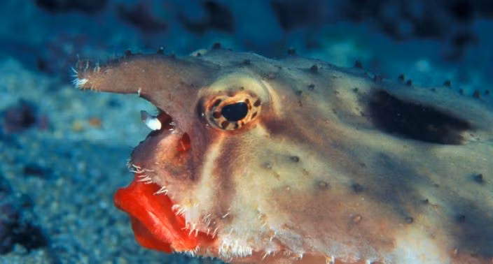 Cấu trúc esca này có thể phát sáng hoặc tiết ra chất lỏng để dụ con mồi. Ảnh: @Creations by JA Sterling.