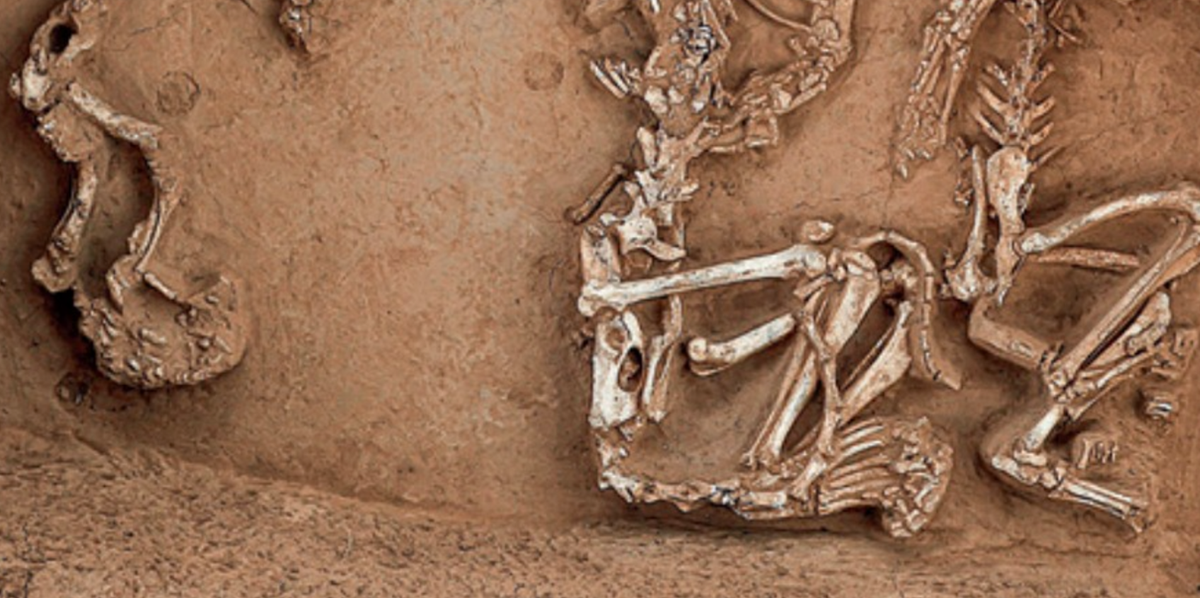 Vườn thú này được cho là có niên đại khoảng 3.000 năm tuổi. Ảnh: @Viện Nghiên Cứu Khảo Cổ Trung Quốc.