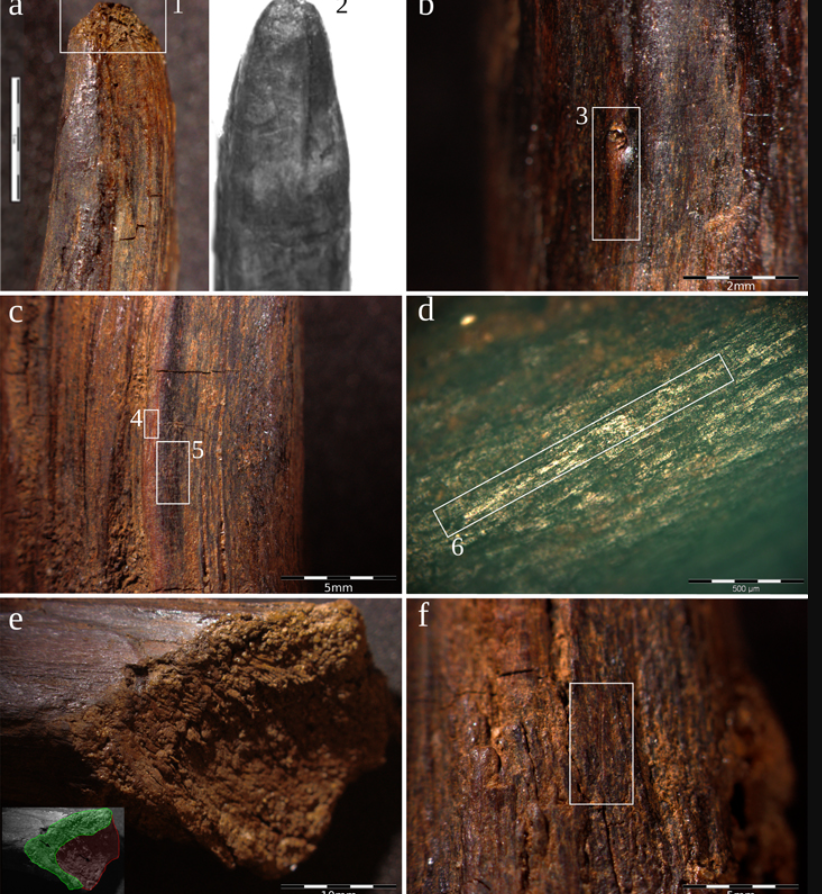 Phân tích chi tiết các công cụ này và phương pháp định tuổi bằng phát quang của trầm tích bao quanh phần gỗ còn sót lại cho thấy, hai công cụ này được chôn vùi cách đây khoảng 90.000 năm trước. Ảnh: @Bảo tàng Quốc gia Tây Ban Nha.