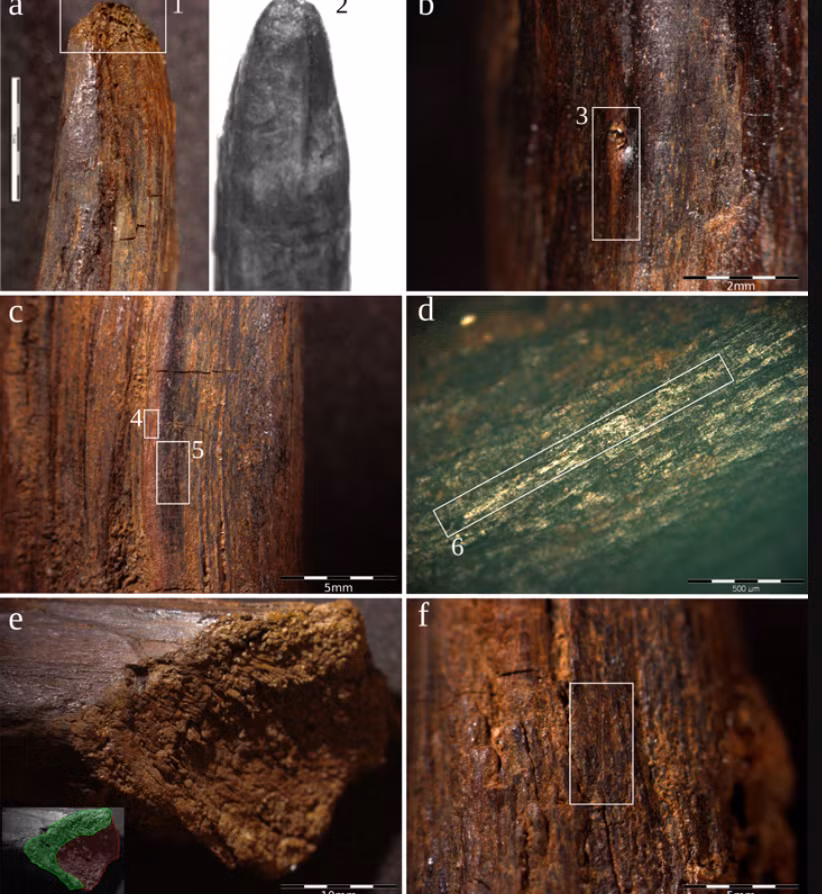 Phân tích chi tiết các công cụ này và phương pháp định tuổi bằng phát quang của trầm tích bao quanh phần gỗ còn sót lại cho thấy, hai công cụ này được chôn vùi cách đây khoảng 90.000 năm trước. Ảnh: @Bảo tàng Quốc gia Tây Ban Nha.