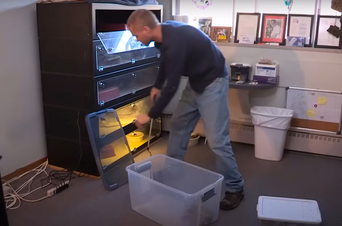 Trong các video được đăng trên kênh YouTube của mình, ông ấy khoe những vết răng nanh sưng tấy trên cánh tay do rắn mamba đen, rắn taipan và rắn hổ mang nước cắn. Có thời điểm ông ấy bị rắn hổ mang cắn liên tiếp hai lần khiến bản thân phải hôn mê, nhưng cuối cùng cũng vượt qua được. Ảnh: @Truly.