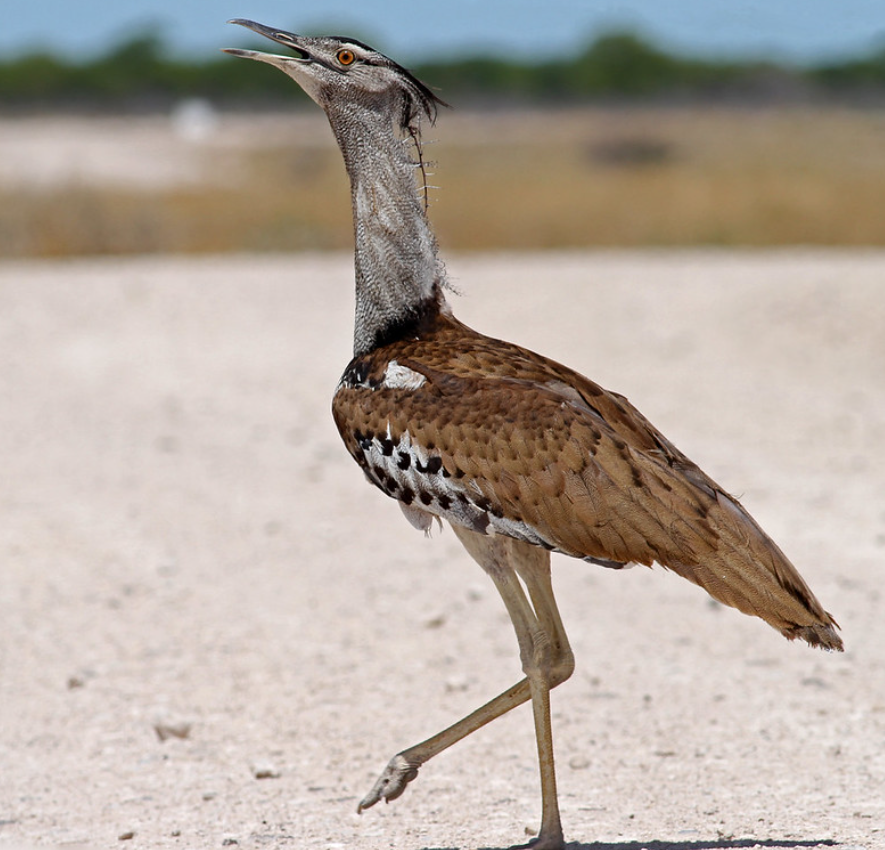 Sách Kỷ lục Guinness Thế giới ghi nhận con chim ô tác kori lớn nhất từng được tìm thấy nặng 18,14 kg. Con chim này bị bắn ở Nam Phi và được ghi nhận vào năm 1936. Ảnh: @Depositphotos.