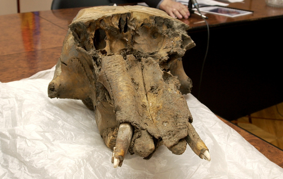 Theo các chuyên gia, hộp sọ này đã được con người Thời Kỳ Đồ Đá Cũ sử dụng để đựng nhiều vật dụng khác nhau. Ảnh: @Viện Hàn lâm Khoa học Nga.