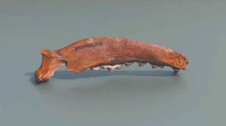 Mỗi mẫu vật đều được lập danh mục một cách tỉ mỉ đến từng chi tiết. Hồ sơ ghi lại nơi khai quật, tuổi ước tính, cùng nghiên cứu học thuật liên quan. Ảnh: @Trung tâm Lưu trữ Mẫu vật Tài nguyên Động vật Trung Quốc.