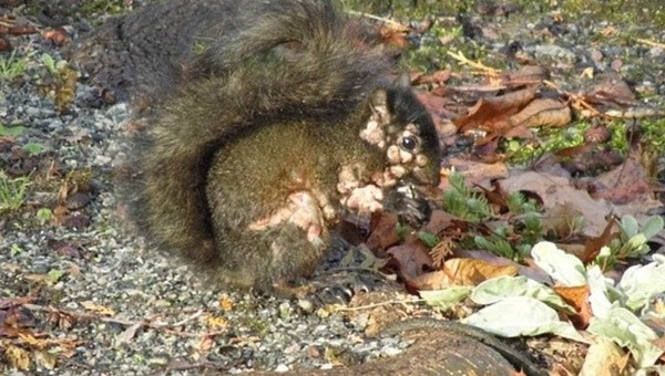 View - Sóc "thây ma" đầy mụn mủ gieo rắc nỗi sợ hãi khắp Bắc Mỹ | Báo Tri thức và Cuộc sống - TIN TỨC PHỔ BIẾN KIẾN THỨC 24H