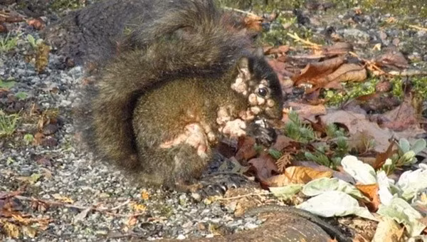 Trên các diễn đàn mạng xã hội như Reddit và X, hàng loạt bài đăng kèm theo hình ảnh đã xuất hiện, ghi lại cảnh những con sóc với một bộ dạng không thể kinh hoàng hơn. Cơ thể chúng chi chít những khối u, những mụn mủ hình tròn. Một số khối u còn bị vỡ ra, rỉ mủ, trong khi bộ lông của chúng thì rụng tả tơi, để lộ ra những mảng da trần trụi, bệnh tật. Vẻ ngoài này khiến nhiều người liên tưởng đến những sinh vật trong các bộ phim kinh dị về ngày tận thế.