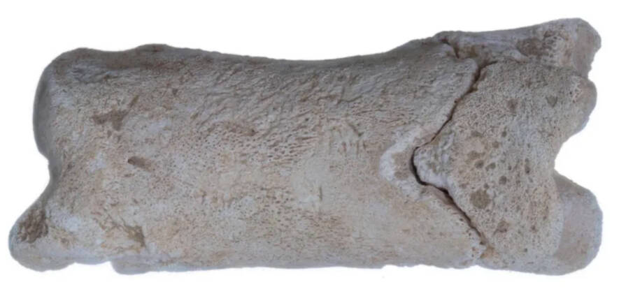 Đó là một chiếc còi độc nhất vô nhị và nó được làm từ xương động vật, cụ thể là từ một phần xương chân bò. Ảnh: @Bộ Cổ Vật Ai Cập.