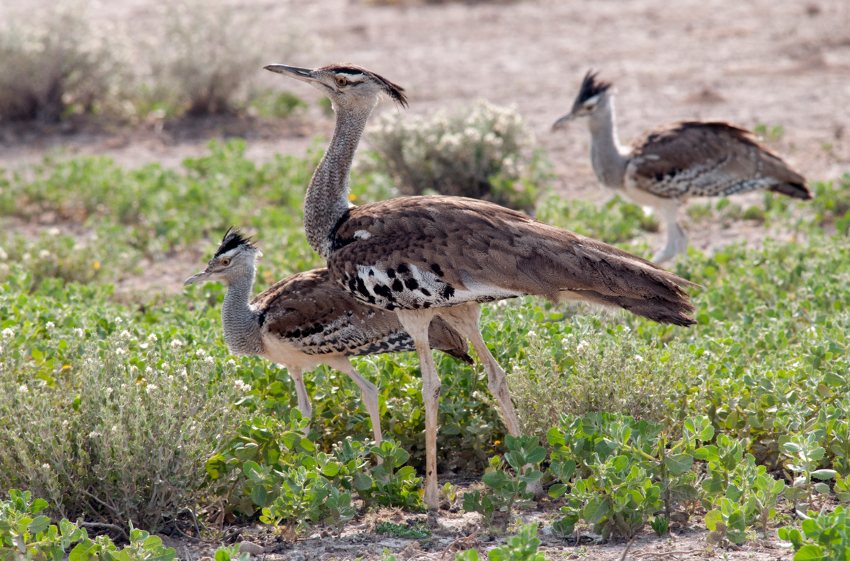 Chim mái có cân nặng trung bình 4,8 đến 6,1 kg, chiều dài từ 80 đến 120 cm, thường cao dưới 60 cm và có sải cánh dài ít hơn 220 cm. Ảnh: @GRID-Arendal.