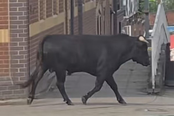 May mắn thay, câu chuyện của con bò đực đã không kết thúc một cách bi thảm. Các nhân viên của Hội đồng thành phố cùng với sự hỗ trợ của cảnh sát, đã phối hợp hành động và thành công khống chế được con vật.