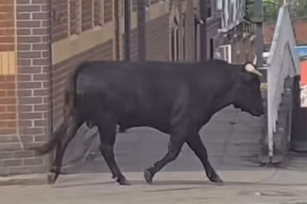 May mắn thay, câu chuyện của con bò đực đã không kết thúc một cách bi thảm. Các nhân viên của Hội đồng thành phố cùng với sự hỗ trợ của cảnh sát, đã phối hợp hành động và thành công khống chế được con vật.