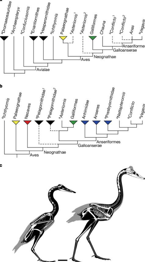 Đồng thời, khi sử dụng công nghệ tái tạo 3D, các nhà khoa học đã chỉ ra rằng, loài chim này có mỏ dài, hẹp, được tăng cường cơ hàm khỏe, rất giống với loài chim lặn nước hiện đại dùng để bắt cá. Ảnh: @ Deep Sea News.