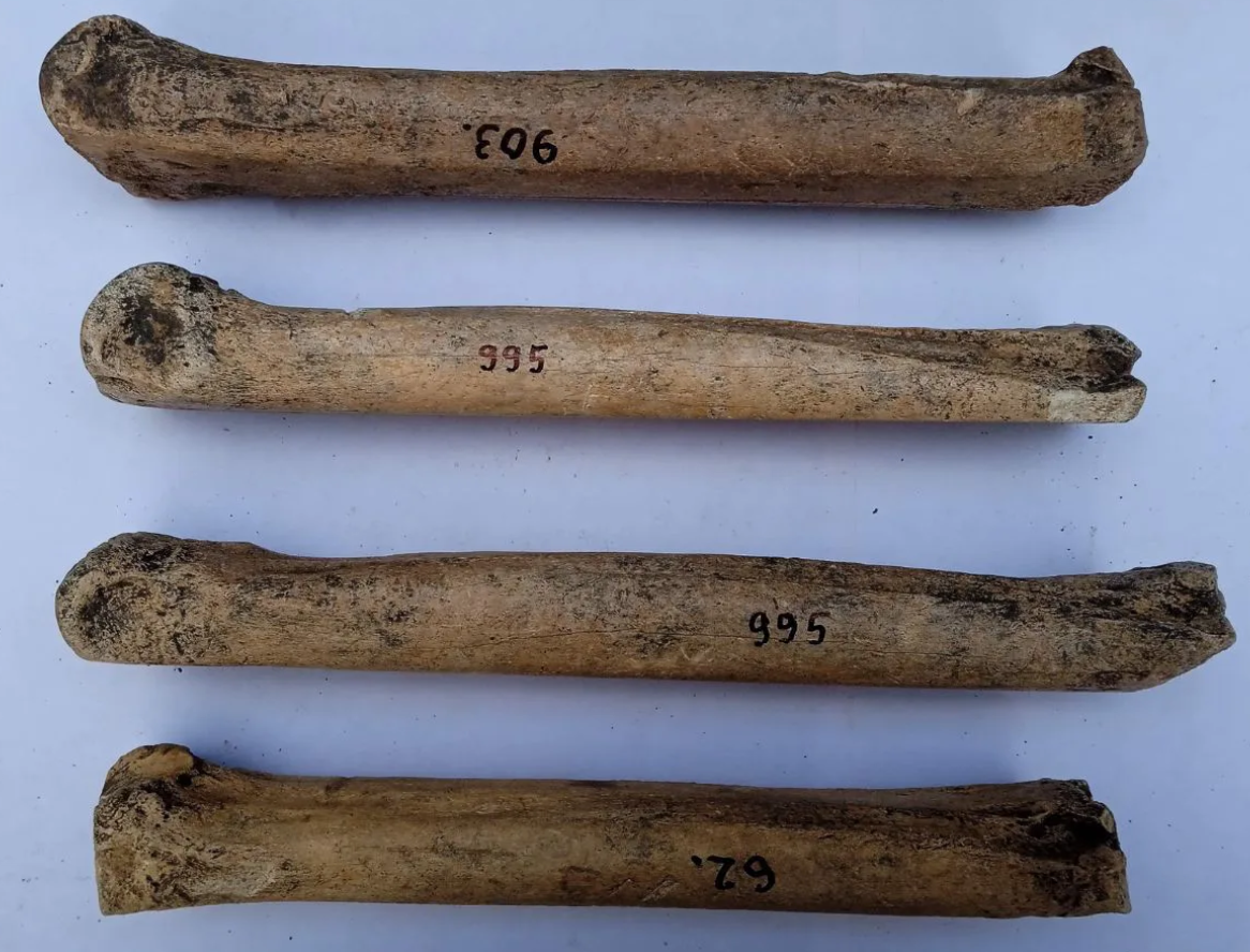 Hình thái của chúng cho thấy chúng được gắn vào bàn chân hoặc được sử dụng cùng với gậy đẩy. Người bản địa cổ xưa dùng giày này để di chuyển trên băng để sinh sống, buôn bán, giao tiếp. Ảnh: @Viện Hàn lâm Khoa học Nga (IIMK RAS).