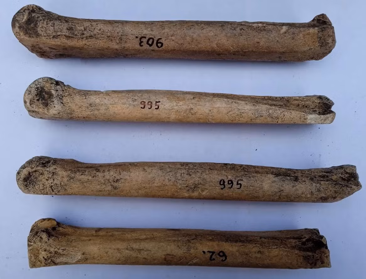 Hình thái của chúng cho thấy chúng được gắn vào bàn chân hoặc được sử dụng cùng với gậy đẩy. Người bản địa cổ xưa dùng giày này để di chuyển trên băng để sinh sống, buôn bán, giao tiếp. Ảnh: @Viện Hàn lâm Khoa học Nga (IIMK RAS).