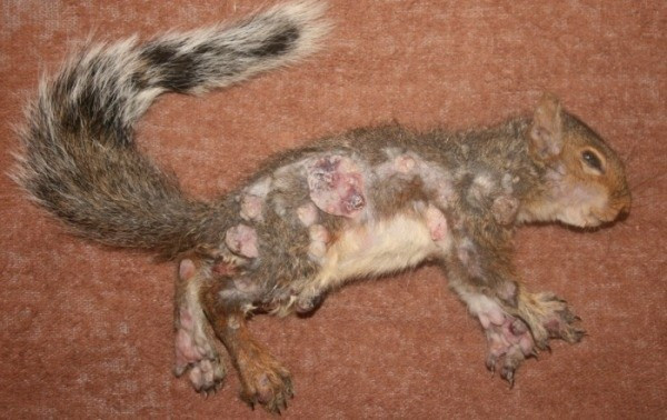 View - Sóc "thây ma" đầy mụn mủ gieo rắc nỗi sợ hãi khắp Bắc Mỹ | Báo Tri thức và Cuộc sống - TIN TỨC PHỔ BIẾN KIẾN THỨC 24H