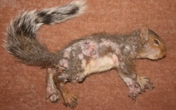 Thứ hai, bà khuyến cáo người dân nên tạm thời ngưng việc đổ thức ăn vào các máng cho chim ăn trong sân nhà. Những máng ăn này vô tình đã trở thành "nhà hàng" thu hút không chỉ chim mà còn cả những con sóc trong khu vực. Việc các con vật tập trung lại một chỗ sẽ tạo điều kiện lý tưởng để virus lây lan từ cá thể này sang cá thể khác, khiến dịch bệnh bùng phát mạnh hơn.