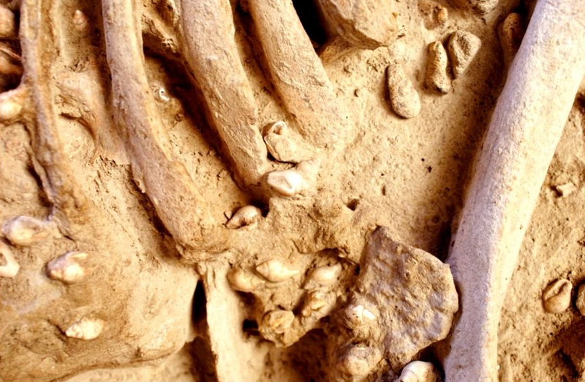 Tuy nhiên, thi thể và trang phục 7.000 năm tuổi của người đàn ông này đã được nghiên cứu bằng các kỹ thuật phân tích thăm dò khảo cổ học hiện đại chuyên sâu. Ảnh: @Đại học Bordeaux Montaigne.