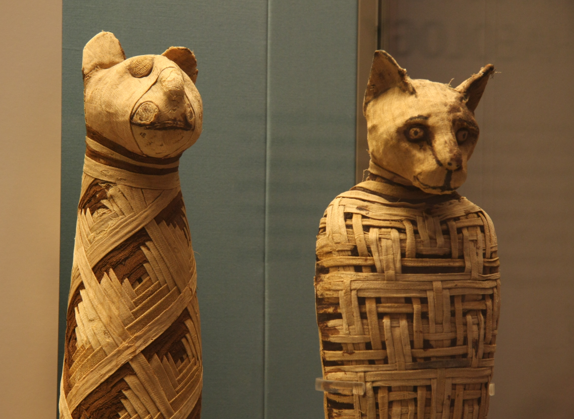 Xác ướp động vật là một đặc điểm quan trọng trong đời sống tôn giáo tín ngưỡng của người Ai Cập cổ đại, đặc biệt là từ năm 600 Trước Công nguyên đến năm 250 Sau Công nguyên. Ảnh: @Đại học Cairo.