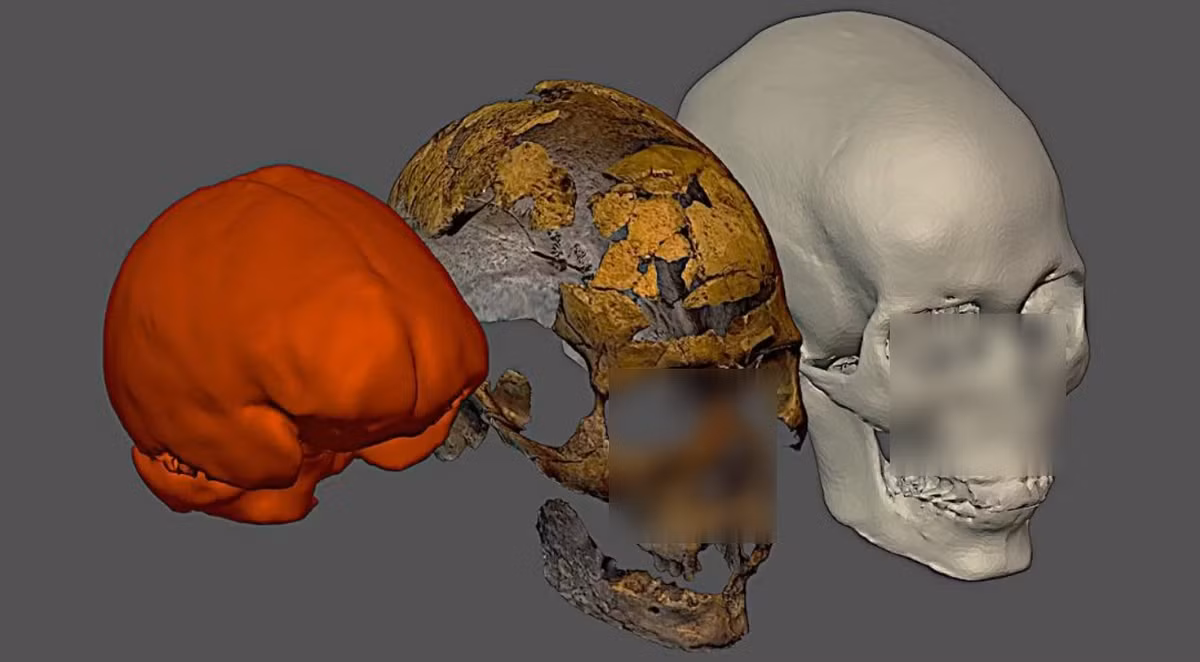 Mooacir Elias Santos, nhà khảo cổ học tại Bảo tàng Khảo cổ học Ciro Flamarion Cardoso ở Brazil, là tác giả chính của nghiên cứu này nhận định: “Việc cố gắng khôi phục lại diện mạo của một cá nhân trong cuộc sống hàng ngàn năm trước là một cách để đưa họ đến ngày nay, đưa họ đến gần hơn với công chúng”. Ảnh: @Mooacir Elias Santos.
