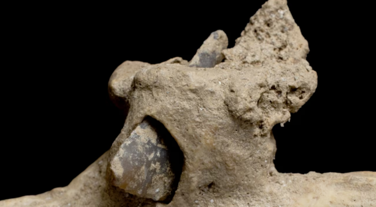 Cũng theo Tiến sĩ Carlos Tornero, mẫu xương sườn mới có đầu mũi tên đá lửa ghim vào sẽ được phân tích bằng phương pháp chụp X-quang vi mô, cũng như phân tích hóa học và DNA khảo cổ để tìm hiểu thêm về cuộc sống và cái chết của những người được chôn cất trong hang động Roc de les Orenetes cách đây 4.000 năm trước. Ảnh: @Viện Cổ sinh thái học con người và tiến hóa xã hội Catalan.