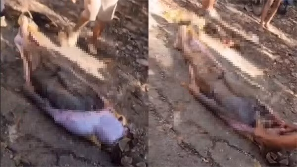 Con trăn khổng lồ đã cắn vào chân ông La Noti và dùng thân hình đồ sộ của mình để quấn chặt, siết nạn nhân đến chết. Không có vũ khí và bị tấn công bất ngờ, người nông dân xấu số đã không có cơ hội chống cự. Sau khi siết chết con mồi, con trăn đã nuốt chửng toàn bộ thi thể của ông La Noti.