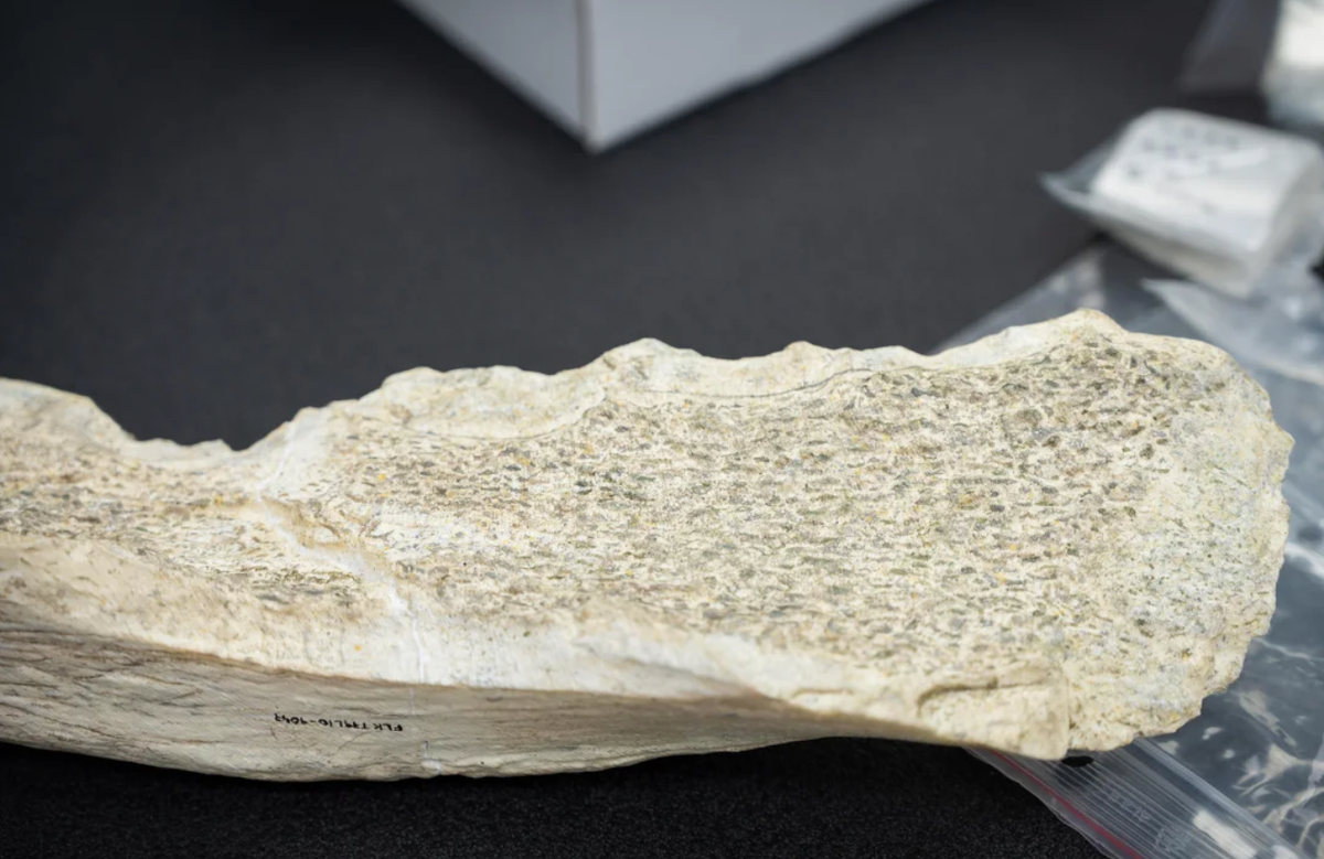 Một số mảnh xương có chiều dài khoảng 15 đến 38 cm, cho thấy rõ ràng chúng được sử dụng trong các công việc nặng nhọc khác nhau. Ảnh: @Hội đồng Nghiên cứu Quốc gia Tây Ban Nha.