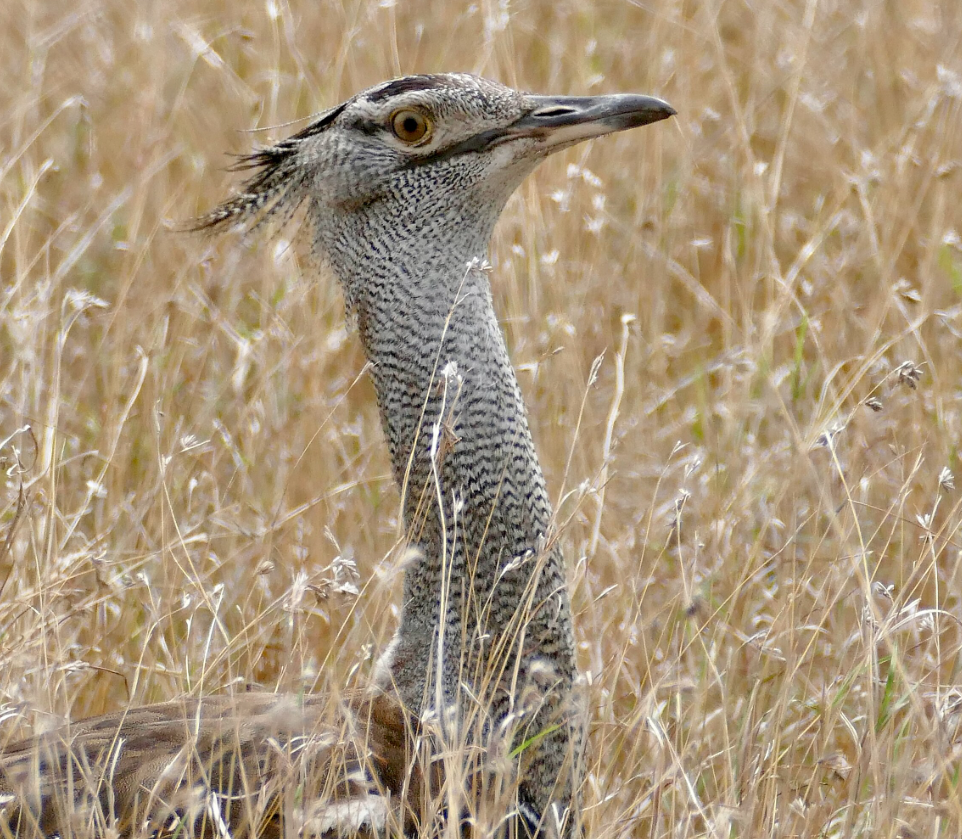 Điểm ấn tượng là trên đầu chim ô tác kori có một mào lông đen, với lông trắng quanh mắt và dưới cằm, mỏ có màu trắng xám. Ảnh: @ Wikimedia Commons.