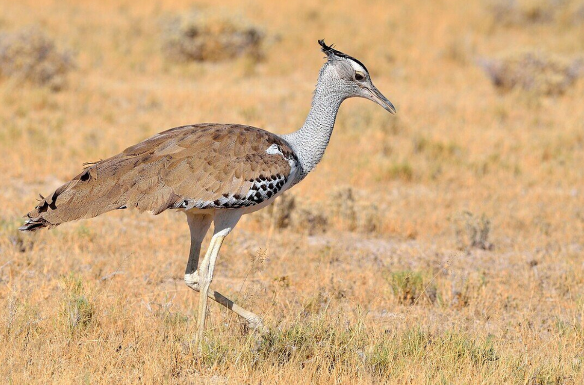 Chim ô tác Kori là loài ăn tạp. Chế độ ăn của chúng thường bao gồm thằn lằn, châu chấu, bọ cánh cứng, dế và sâu bướm cũng như hạt, lá và quả mọng. Đôi khi chúng ăn nhựa cây từ cây gai. Ảnh: @lookphotos.